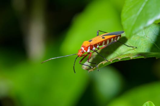 Red Cotton Bug (Dysdercus cingulatus) Close-up on a green leaf