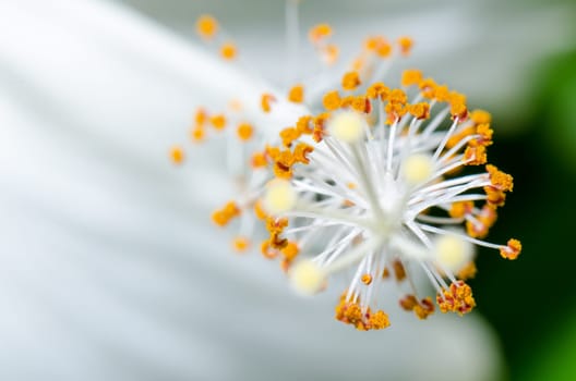 Close up carpel of the white Snowflake Hibiscus flowers ( Hibiscus rosa sinensis )