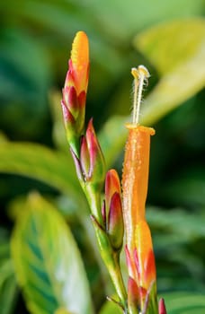 Close up flowers of Sanchezia Speciosa or Sanchezia Nobilis