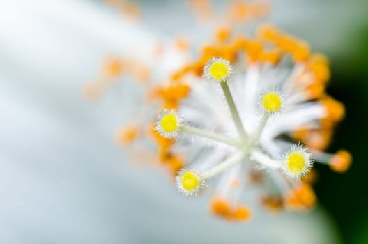Close up carpel of the white Snowflake Hibiscus flowers ( Hibiscus rosa sinensis )