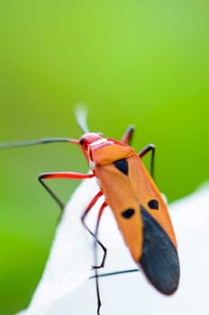Red Cotton Bug (Dysdercus cingulatus) Close-up on a white leaf