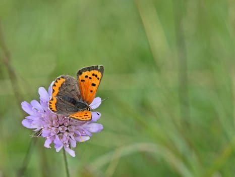 Small butterfly (Lycaena phlaeas) on pigeon scabiosis (Scabiosa columbaria)
