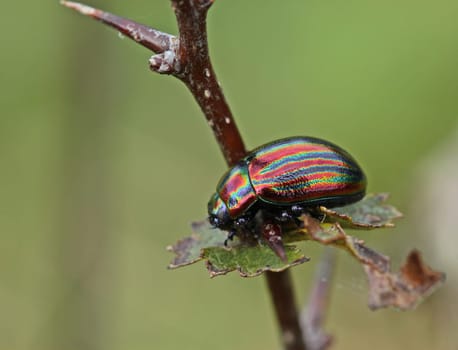 Rainbow leaf beetle (Chrysolina cerealis) on hawthorn
