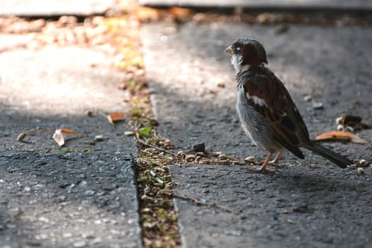Sparrow in search of food
