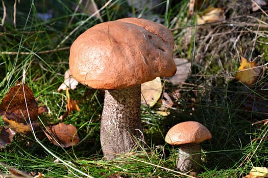 Red caps in the forest
