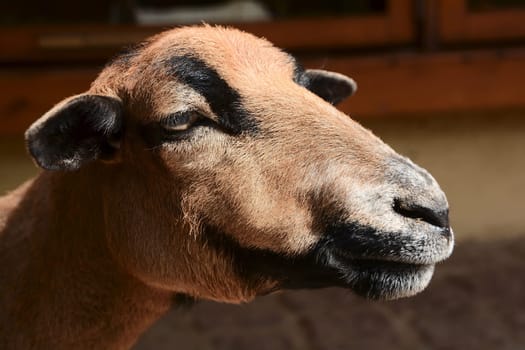 Cameroon sheep