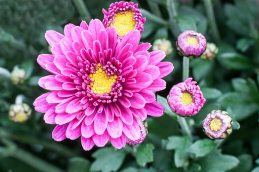 Chrysanthemums Awaken