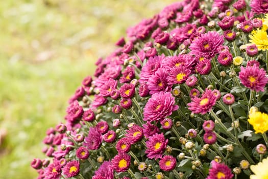 Purple splendor