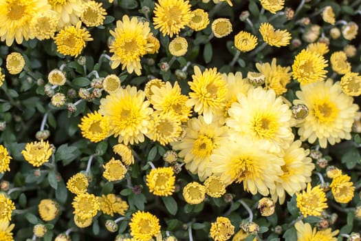 Yellow Sea