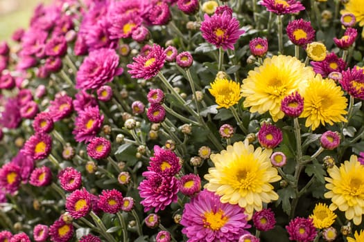 A composition in violet and yellow
