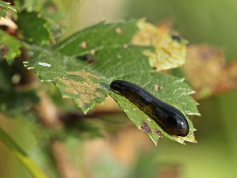 Larva of the Black Cherry Leaf Wepe (Caliroa cerasi)