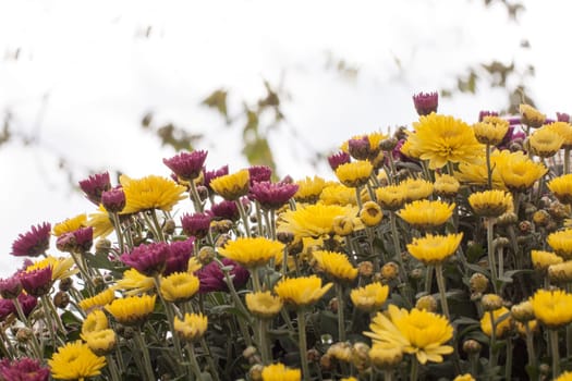 Chrysanthemums