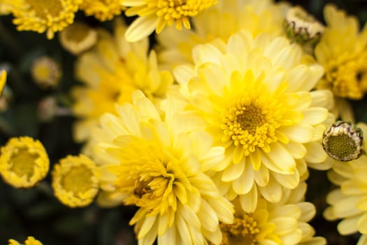 Yellow Sea