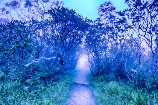 Craggy Gardens North Carolina Blue Ridge Parkway Autumn NC scenic landscape photography featuring foggy conditions