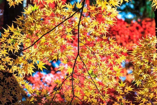 Colorful maple leaf for adv or others purpose use