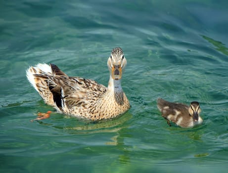 Mallard or wild duck female and baby, anas platyrhynchos, floating on the water