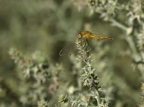Close up of immature ruddy darter, sympetrum sanguineum, in Camargue, France