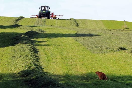 Mowing with the tractor is a danger for cats