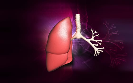 Digital illustration of human lungs in colour background