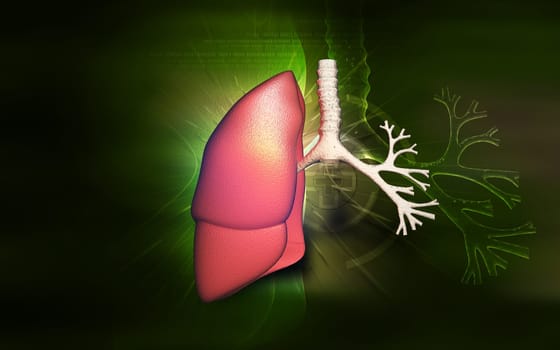 Digital illustration of human lungs in colour background