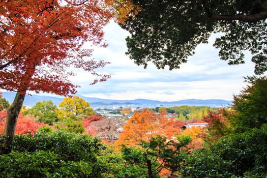 Red maple trees in a japanese garden for adv or others purpose use