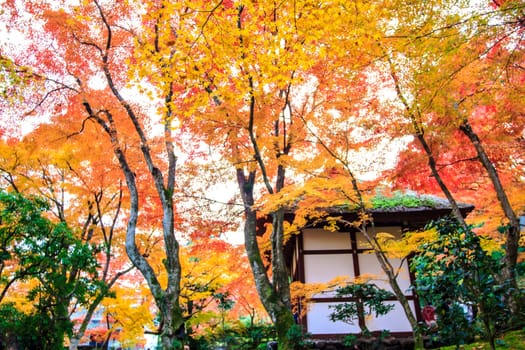 Red maple trees in a japanese garden for adv or others purpose use