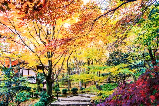 Red maple trees in a japanese garden for adv or others purpose use