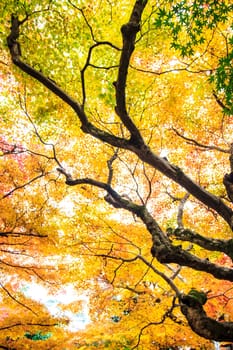 Red maple trees in a japanese garden for adv or others purpose use