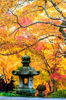 Red maple trees in a japanese garden for adv or others purpose use