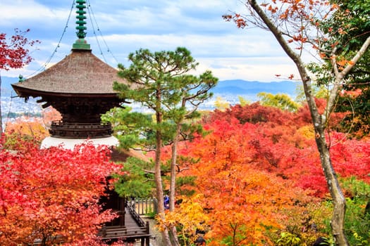Red maple trees in a japanese garden for adv or others purpose use