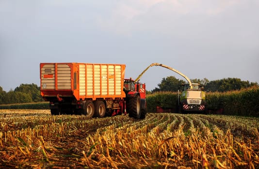 Corn harvest