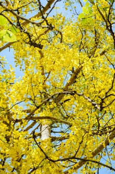 Beautiful yellow flowers on tree of Purging Cassia or Ratchaphruek ( Cassis fistula ) national flower in Thailand with bright yellow beauty