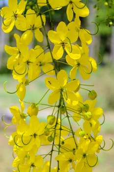 Purging Cassia or Ratchaphruek flowers ( Cassis fistula ) national flower of Thailand with bright yellow beauty