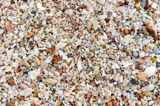 Beach with many old shells and multi-colored stones.