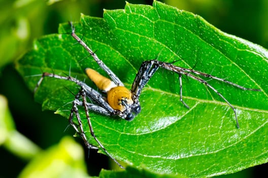 Lynx Spider, Yellow body and black legs ambush small insects as food on the leaf