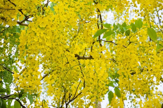 Beautiful yellow flowers on tree of Purging Cassia or Ratchaphruek ( Cassis fistula ) national flower in Thailand with bright yellow beauty