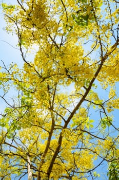 Beautiful yellow flowers on tree of Purging Cassia or Ratchaphruek ( Cassis fistula ) national flower in Thailand with bright yellow beauty