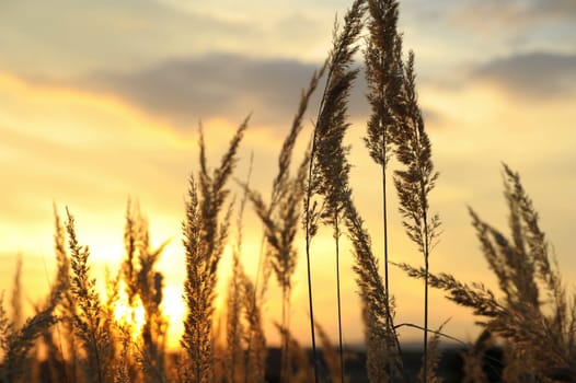 High grass at sunset