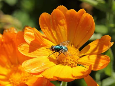 Marigold with bow tie