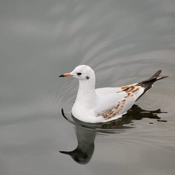 Seagull swims by the water and is reflected