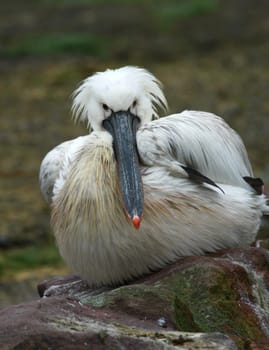 Pelican