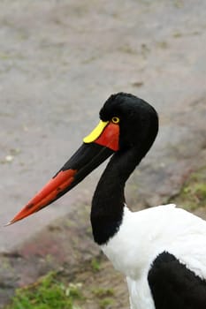 Saddle stork