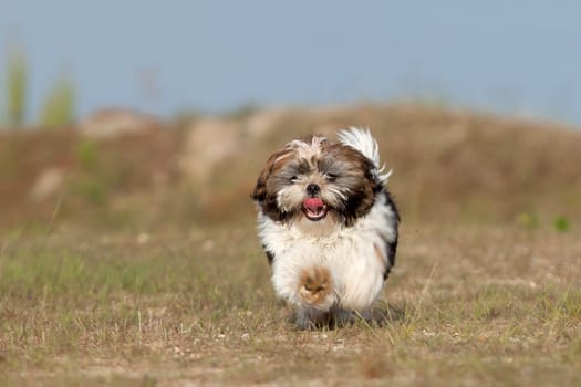 Happy young puppy is running to get the stick