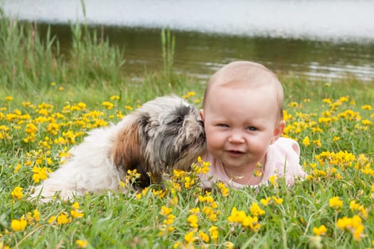 Sweet baby girl and puppy in a field of buttercups