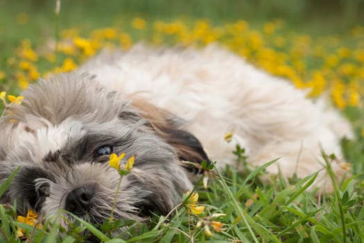 Little puppy in a field of buttercups