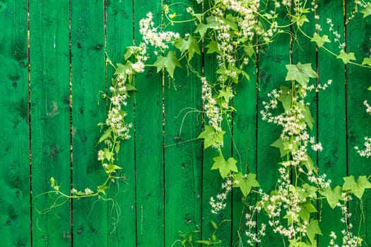 Green wooden fence and hanging plant with leaves and small flowers