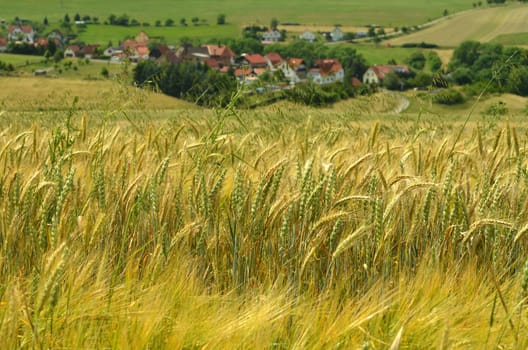 Cereal field (barley)