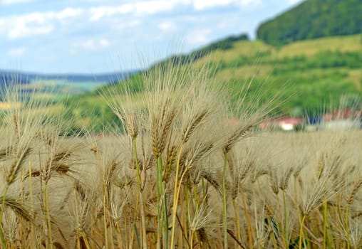 Cereal field (barley)