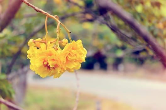 Vintage yellow and bright flowers of Cochlospermum Regium or Double Butter Cup road side on tree