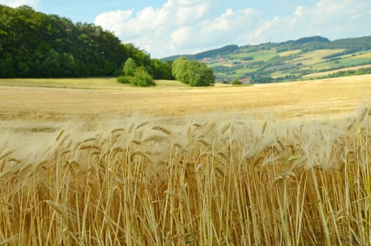 Cereal field (barley)
